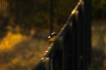フェンスにとまるジョウビタキ