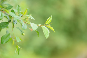 Fresh green leaves of cherry, spring or summer beautiful nature background. Cherry-tree.