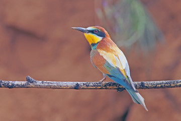 beautiful colorful birds the bee-eaters sitting on a tree branch
