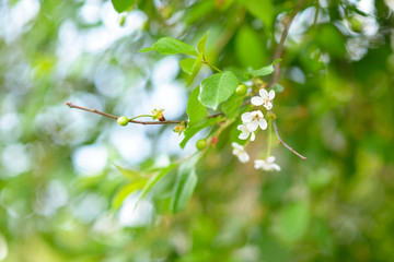 Fresh green leaves and flowers of cherry tree, spring or summer beautiful nature background. Cherry-tree.