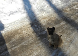 Puppy, village, spring, dog, animals, snow