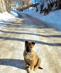Puppy, spring, dog, snow, village, Russia