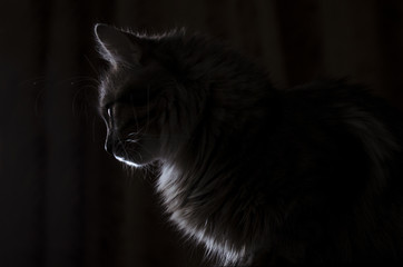 cat in contrast light in profile is isolated on black