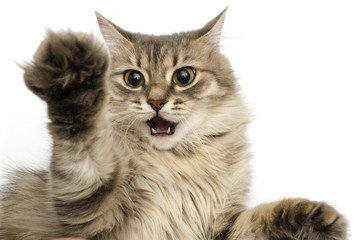 cat with a raised up paw and open mouth isolated on white