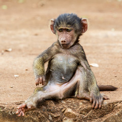 Baby baboon at the gate of the Ngrongoror Crater in Tanzania