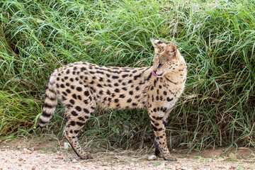 Serval in the Serengeti National Park in Tanzania