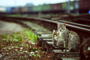 Fototapeta na wymiar Cats standing in the railway