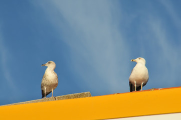 Gaivota num momento de relaxe