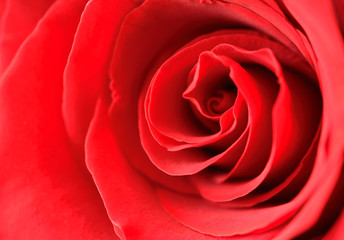 Red rose background close up.