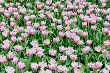 Colorful flowers tulips in the garden