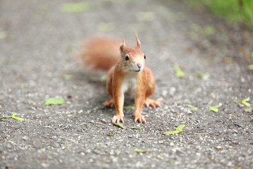 neugieriges, rotes Eichhörnchen in Nahaufnahme