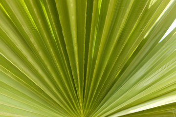 Fototapeta premium Striped of palm leaf abstract green texture background