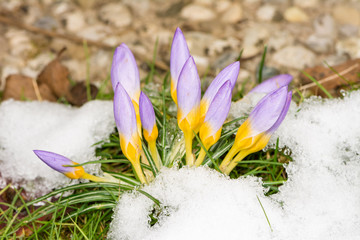 Purple crocus flowers in the snow