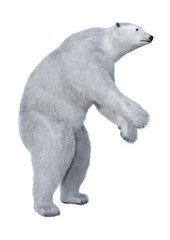 Obraz na płótnie Canvas 3D Rendering Polar Bear on White