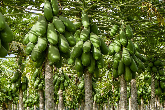 Plantacion de papaya