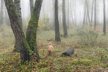 Misty morning in the woods in the fall. Morning, autumn. Birch grove near the city. Dog walking on the forest.
