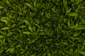 Green leaf wall background horizontal image