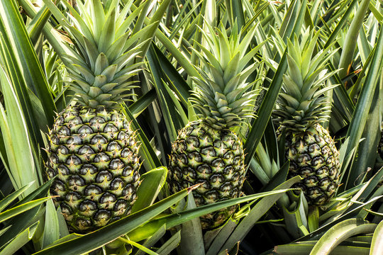 Piña pineapple