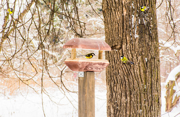 Small Tits on a tree and in bird feeder in winter