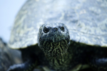 Curious green turtle