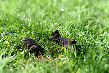 Ugly smelly dog excrement on the grass