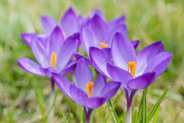 Beautiful purple crocuses flowers on meadow. Early spring close-up flowers