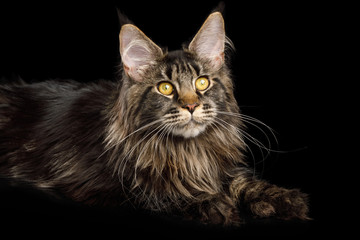 Maine Coon Cat with Huge polydactyl paws Lying on Isolated Black Background, side view © seregraff