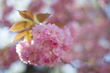 Spring cherry blossom beauty
