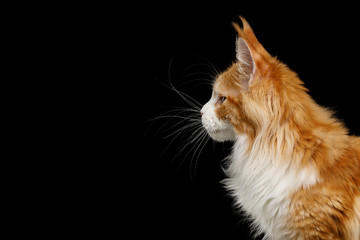 Portrait of Ginger Maine Coon Cat, Isolated Black Background, profile view