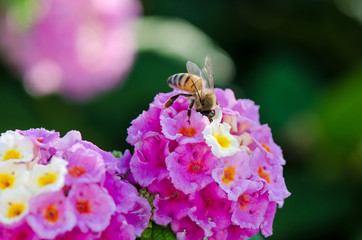Macro closeup of a ornamental Colorful Hedge Flower, Weeping Lantana, Lantana camara cultivated as honey nectar rich bee plant