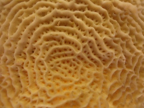 corail (d&eacute;tail)