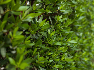 Fototapeta na wymiar Green leaf wall background horizontal image