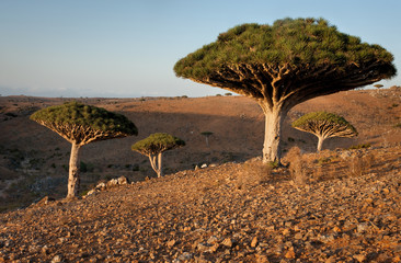 Dragon's Blood Trees in a Canyon on Socotra, Yemen