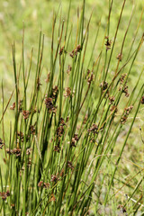 Dreiblatt-Binse (Juncus trifidus)