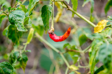 chili rot on tree chili 