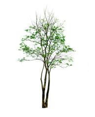 tree isolated cut out on white background with clipping path