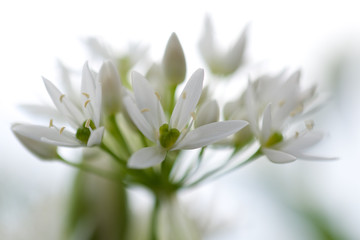 Obraz na płótnie Canvas Soft seasonal white blossom flower