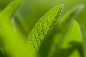 Amazing soft green leaf details in sunlight