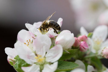 Nice working useful insect on blossom flowers