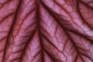 Red leaf closeup