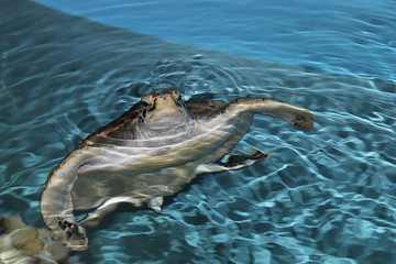 turtle
