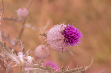 Sunset meadow with thistle