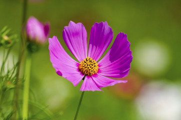 Cosmos flower with blurred green background.
