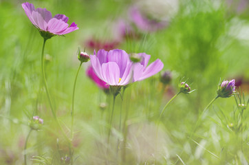 Obraz premium Cosmos flower with blurred green background.