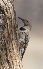 Female Northern Flicker