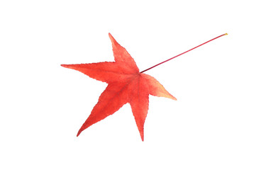 Red American sweetgum leave on white background