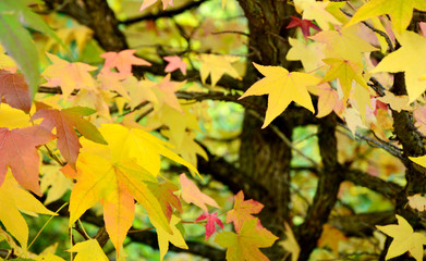 Season change with colorful leaf and full frame