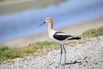 Shorebird by San Francisco Bay