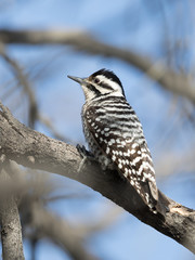 Female Ladder-backed Woodpecker