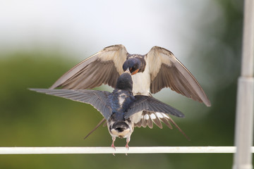 Swallows - motherhood, love, care, delicacy and precision © zmija5